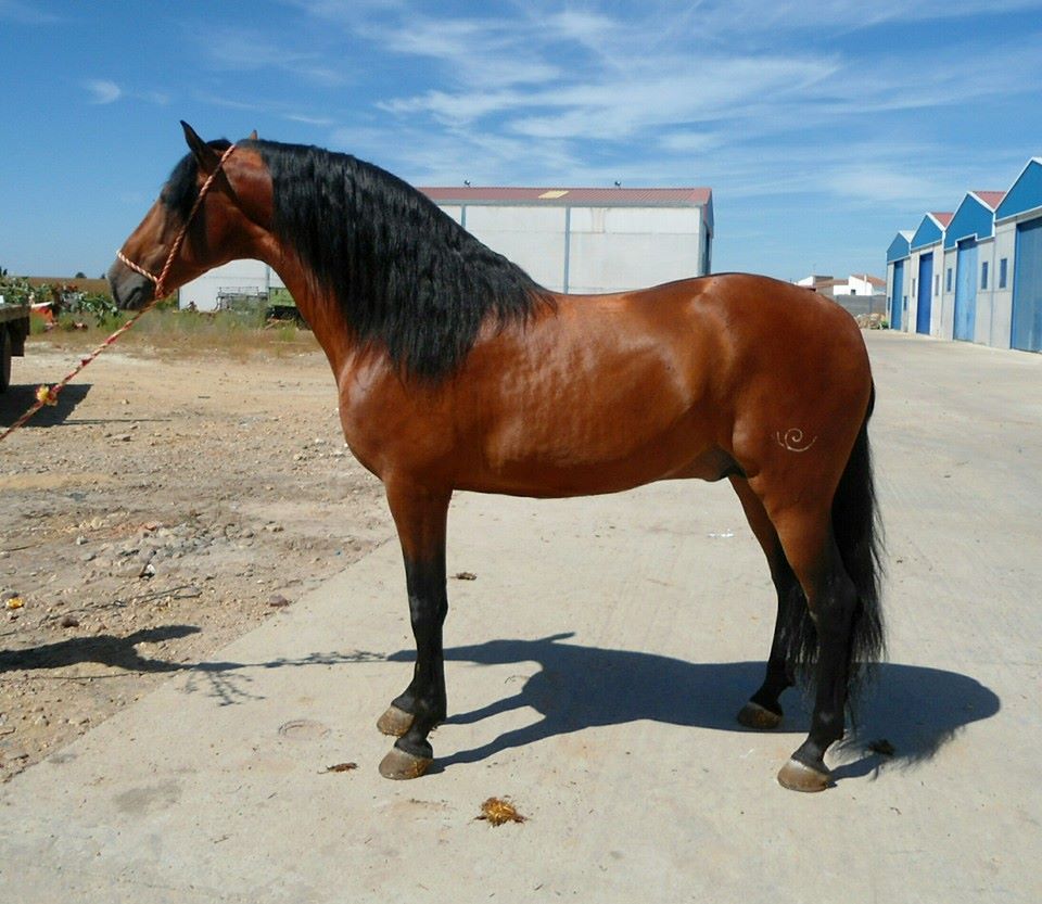 Listado de Caballos en Venta